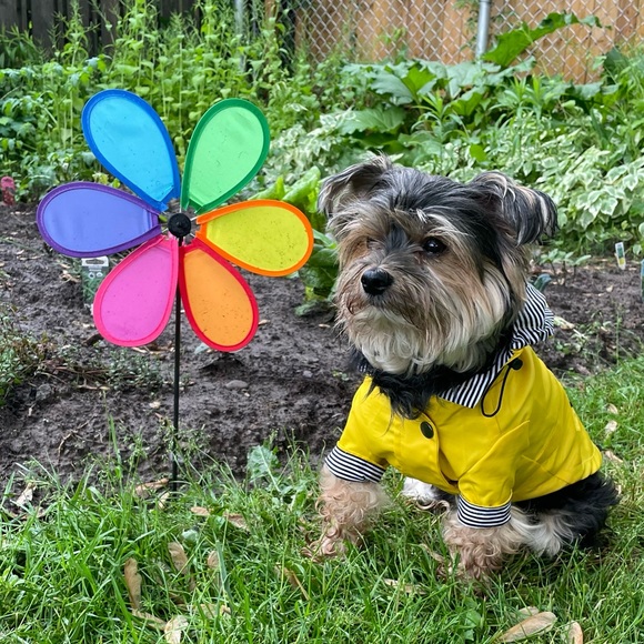 Hi there!🦋My name is Hatti•Jean!🐕🦋The Newest Addition To The @sadbutcute Team - Picture 2 of 3